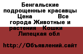 Бенгальские подрощенные красавцы. › Цена ­ 20 000 - Все города Животные и растения » Кошки   . Липецкая обл.